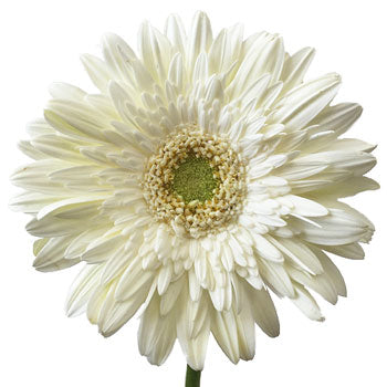 Gerbera Daisy Balance White Flower Up close