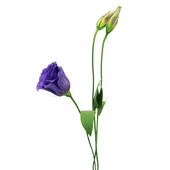 Balboa Purple Lisianthus Wholesale Flower Stem