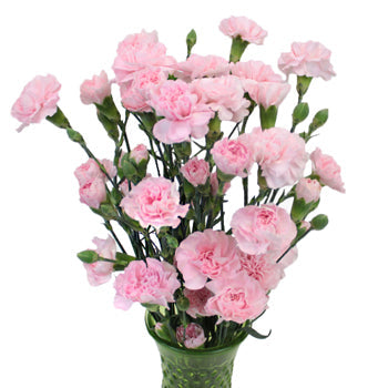 Ballet Pink Mini Carnation Flowers In a vase