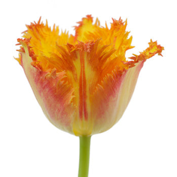 Ballroom Orange Frill Tulip Wholesale Flower Up close