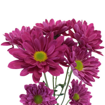 Raspberry Plum Daisy Flower