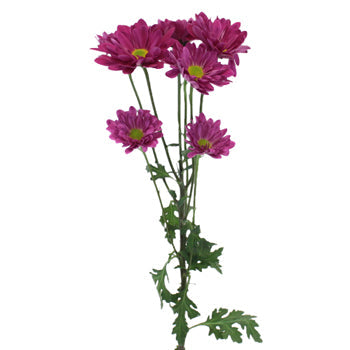 Raspberry Plum Daisy Flower