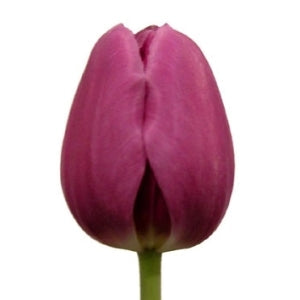 Barcelona Pink Tulip Bulk Wedding Flower Blooms