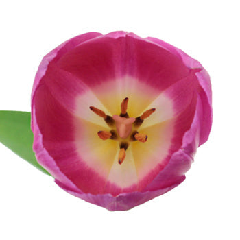 Barcelona Pink Tulip Wholesale Flower Up close