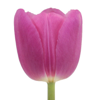 Barcelona Pink Tulips Wholesale Flower Side Stem