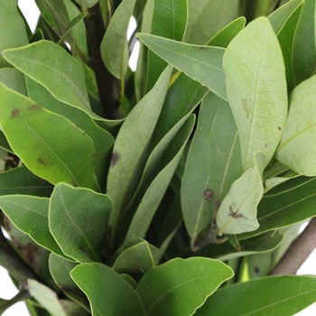 Fresh Cut Bay Leaf Herb for Flower Arranging