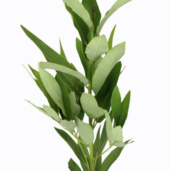 Fresh Cut Bay Leaf Herb for Flower Arranging