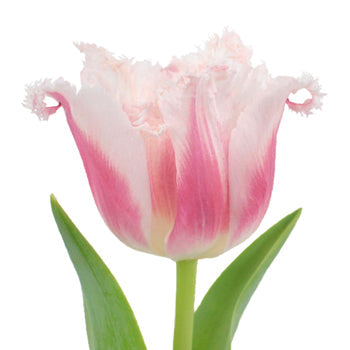 Bell Song Pink and White Fringe Tulip Wholesale Flower Up close