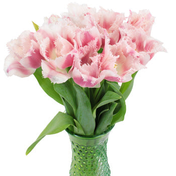 Bell Song Pink and White Fringe Tulip Wholesale Flower In a vase