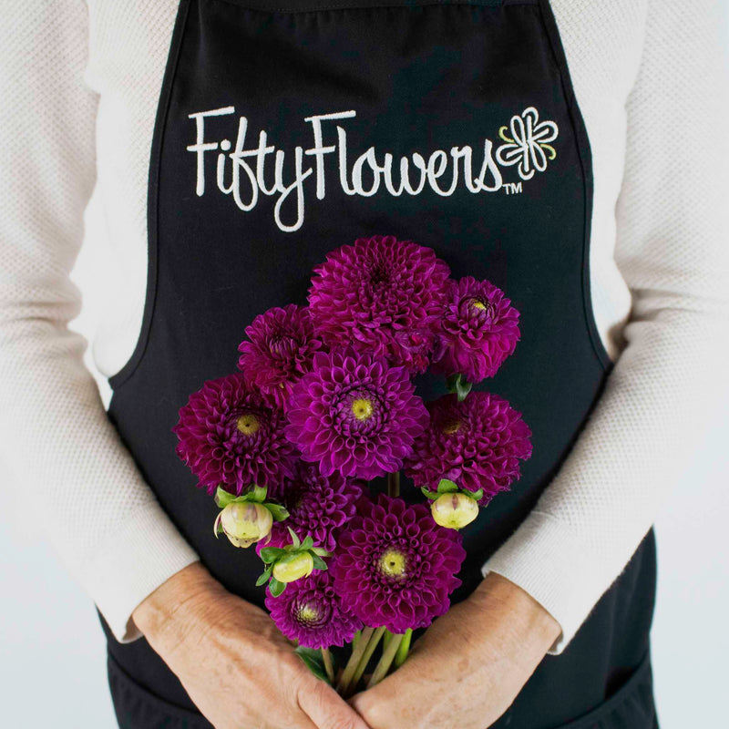 Berry Crush Dahlia Flower Bunch in Hand