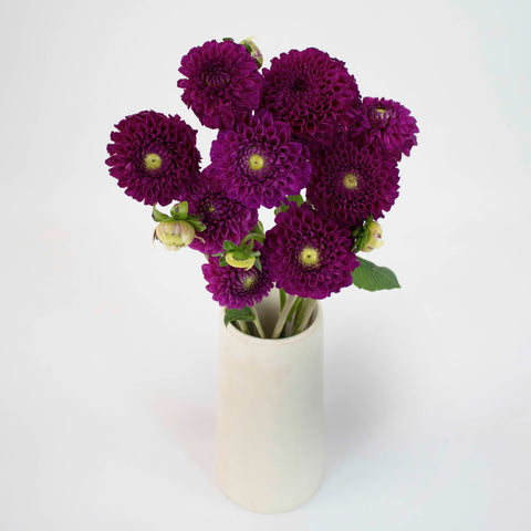 Berry Crush Dahlia Flower Bunch in Vase