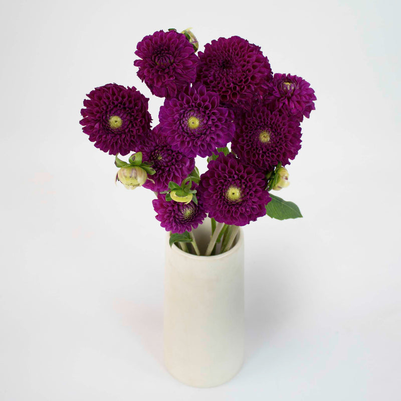 Berry Crush Dahlia Flower Bunch in Vase