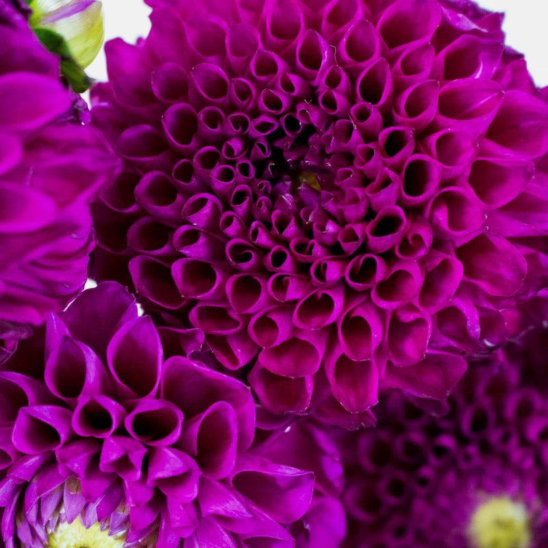Berry Crush Dahlia Flower Up Close