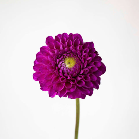 Berry Crush Dahlia Flower Stem