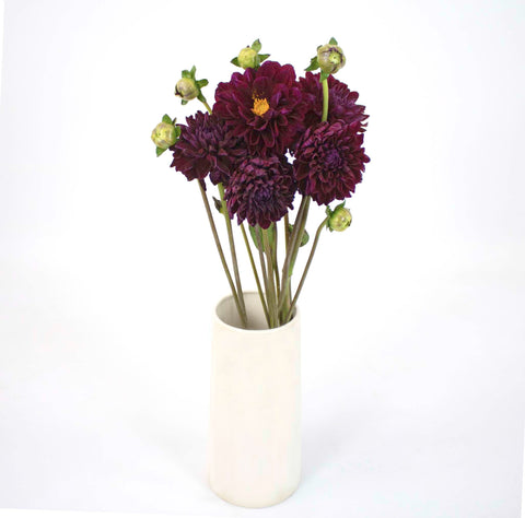 Berry Dahlia Burgundy Flower Bunch in Vase