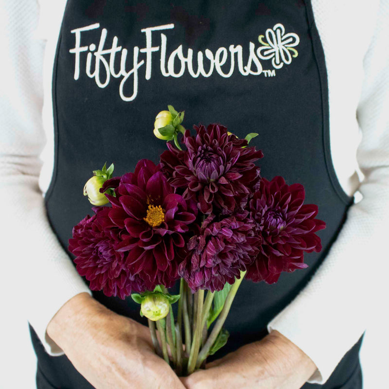 Berry Dahlia Burgundy Flower Bunch in Hand