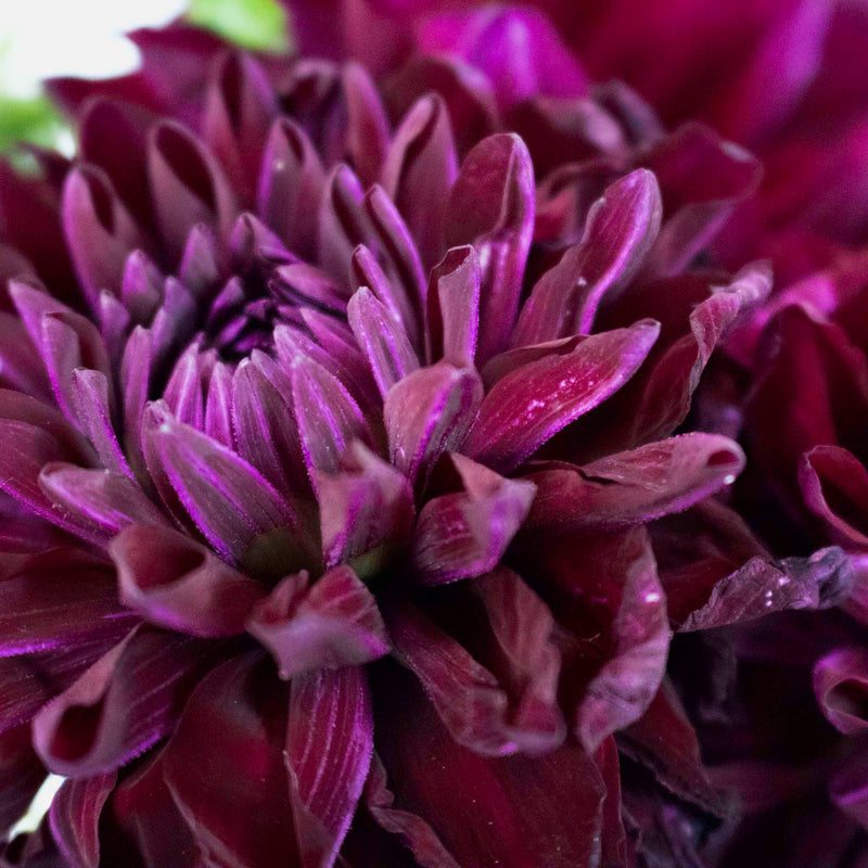 Burgundy Berry Dahlia Flower
