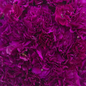 Berry Rush Wholesale Carnations Up close
