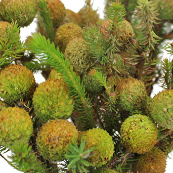 Wedding greenery berzillian green baubles filler flowers sold near me