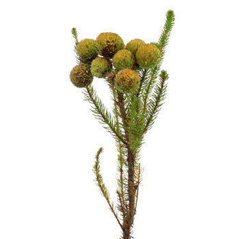 Single stem of fresh cut greens berzillia baubles filler flowers
