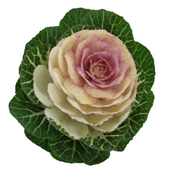 Lavender Blush Kale