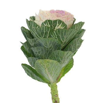 Lavender Blush Kale