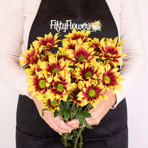 Bicolor Bronze Yellow Daisy Flower Bunch in Hand