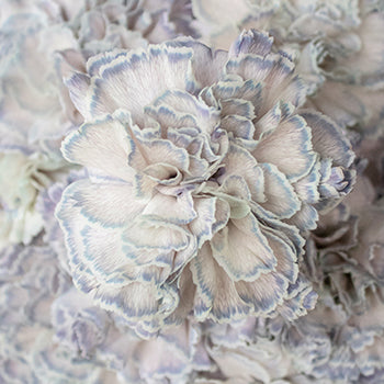 Industrial Blue Carnation Wholesale Flowers