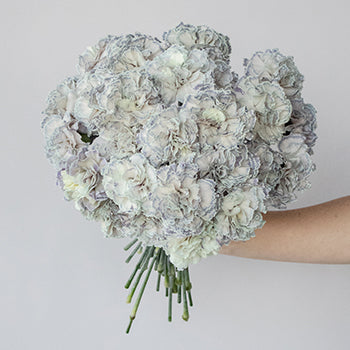 Industrial Blue Carnation Wholesale Flowers