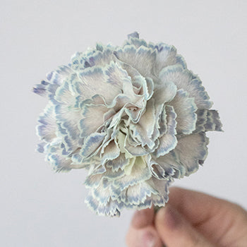 Industrial Blue Carnation Wholesale Flowers
