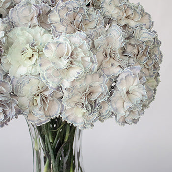 Industrial Blue Carnation Wholesale Flowers