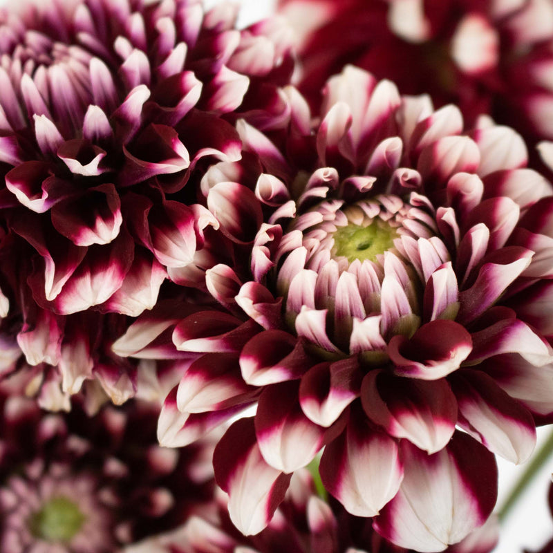 Bicolor Red and White Dahlia Flower Up Close
