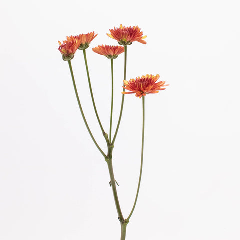 Bicolor Red and Yellow Pom Single Stem