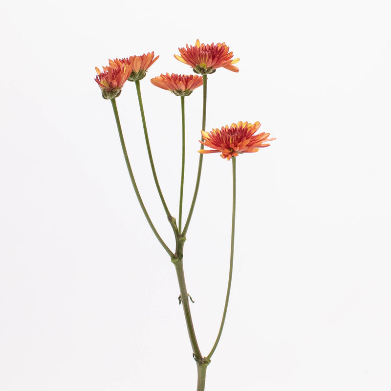 Bicolor Red and Yellow Pom Single Stem