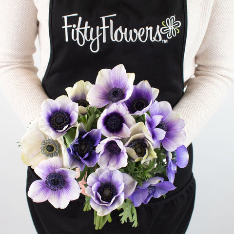 Bicolor Violet Anemone Flower Bunch in Hand