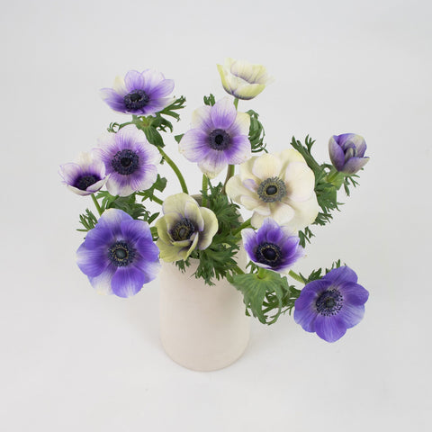 Bicolor Violet Anemone Flower Bunch in Vase