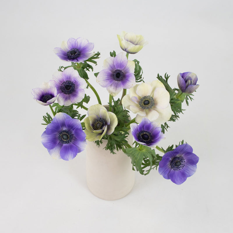 Bicolor Violet Anemone Flower Bunch in Vase