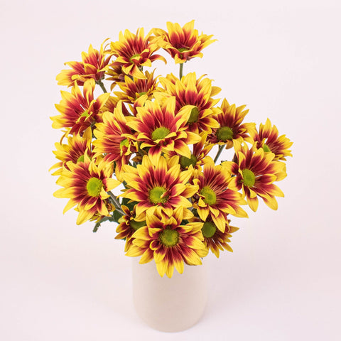Bicolor Bronze Yellow Daisy Flower Bunch in Vase