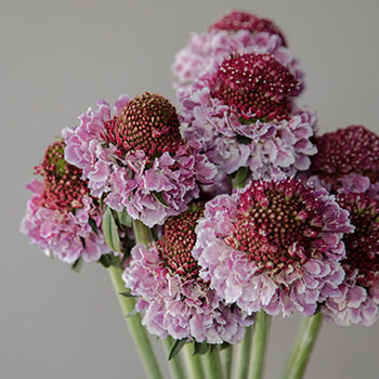 Bi-colored Pink Flower Focal Scabiosa