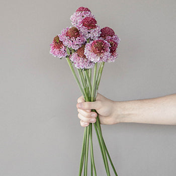 Bi-colored Pink Flower Focal Scabiosa