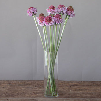 Bi-colored Pink Flower Focal Scabiosa