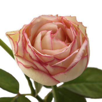 Bierdermeier White and Pink Garden Roses up close