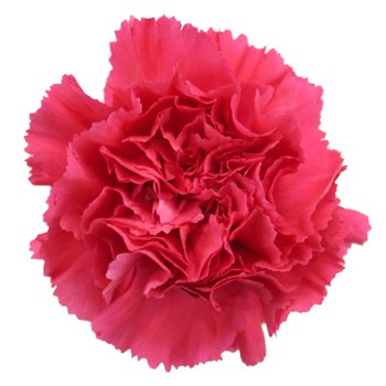 Valentines Hot Pink Carnation Flowers