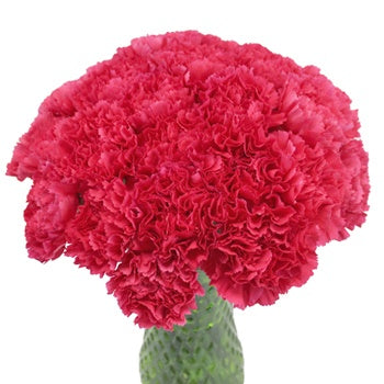 Valentines Hot Pink Carnation Flowers