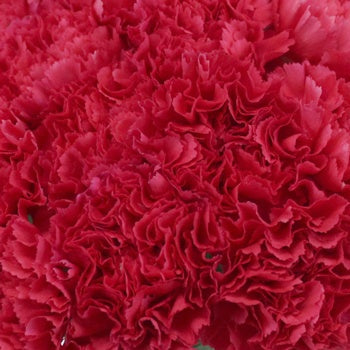 Valentines Hot Pink Carnation Flowers