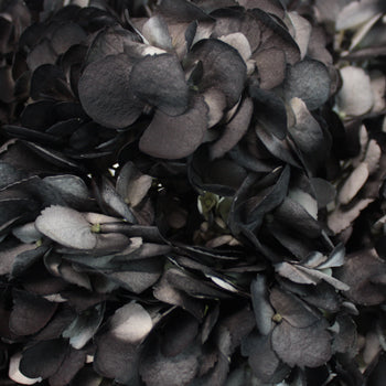 Black Airbrushed Hydrangea Flower Up Close
