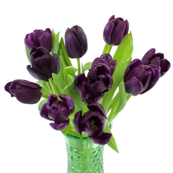 Black Jack Tulip Wholesale Flower in a Vase