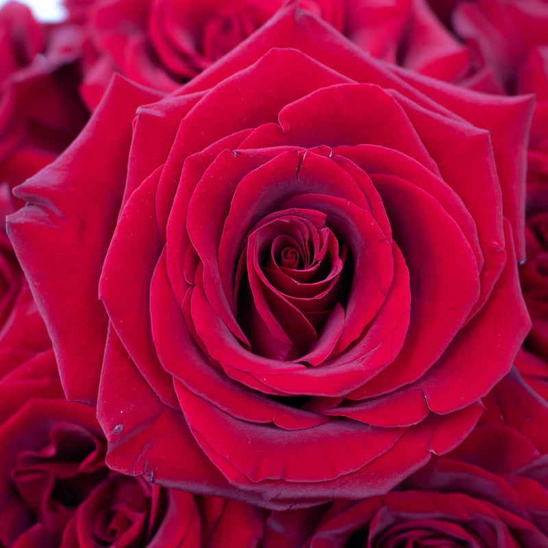 Black Magic Rose Flower Up Close