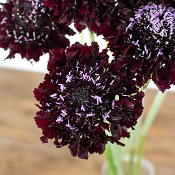 Burgundy Scabiosa Flower