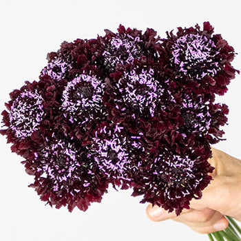 Burgundy Scabiosa Flower
